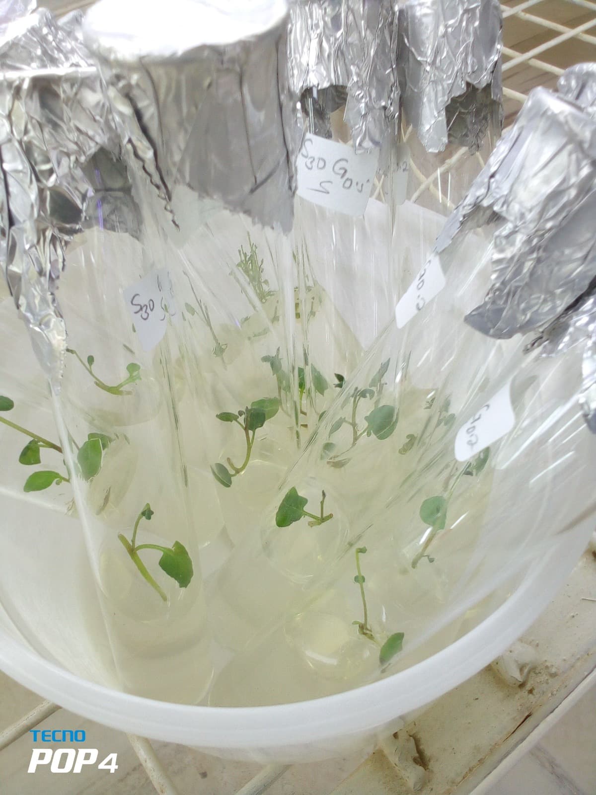Invitros in growth room