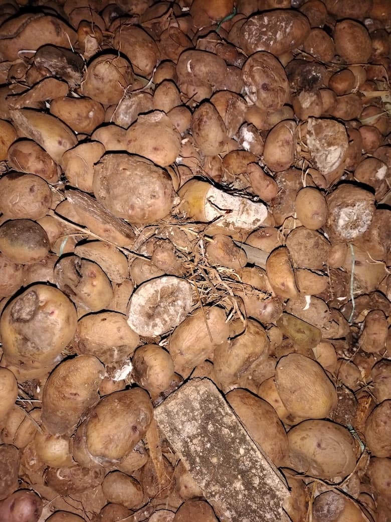Limited access to certified and quality seed