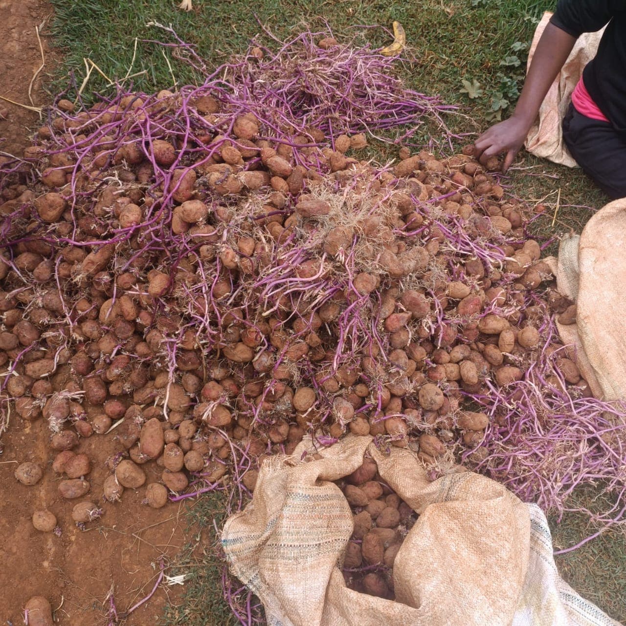 Challenges facing farmers
