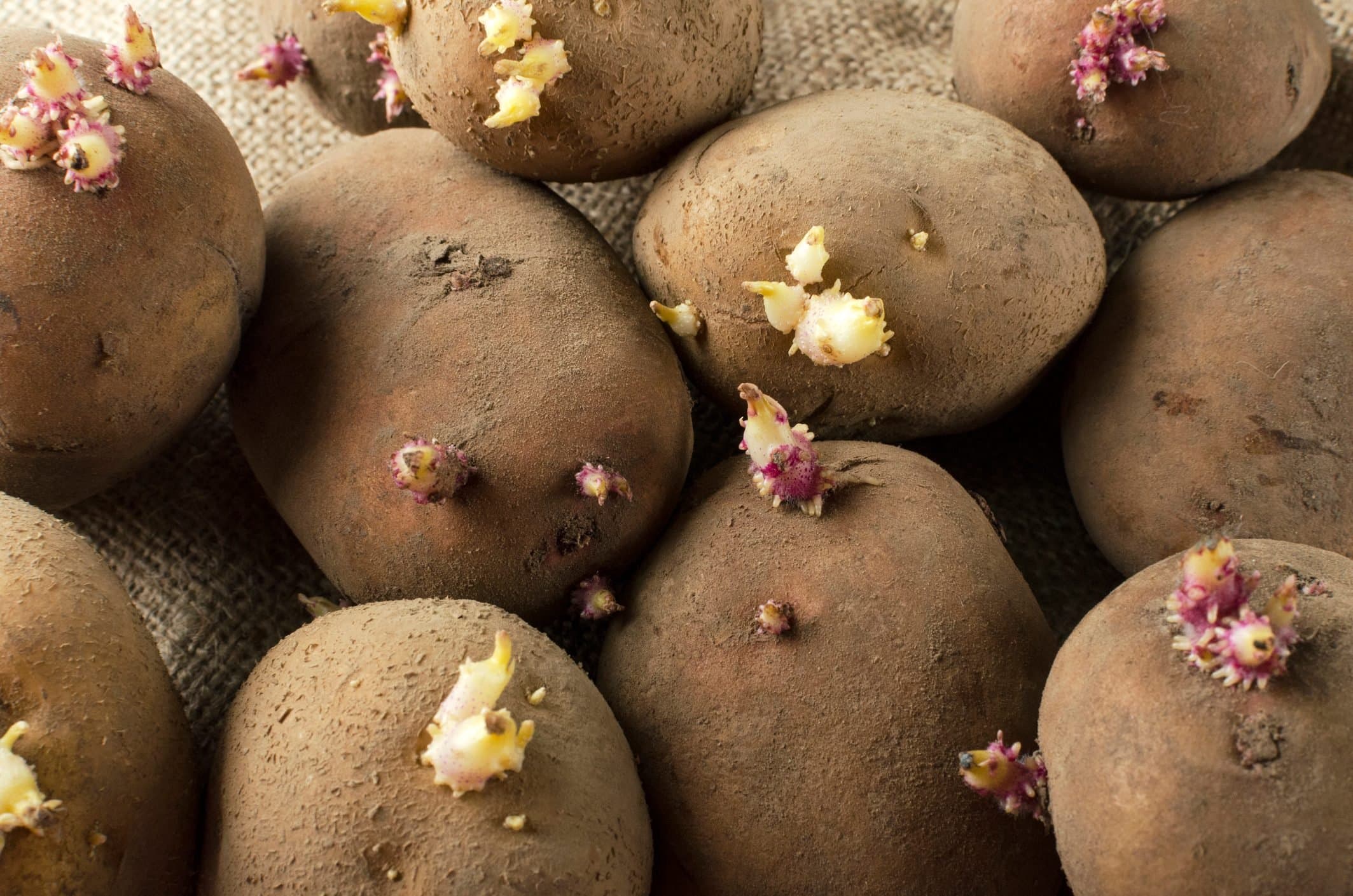 Sprouted potatoes