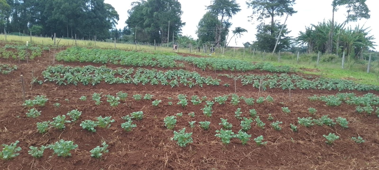 Field Activities