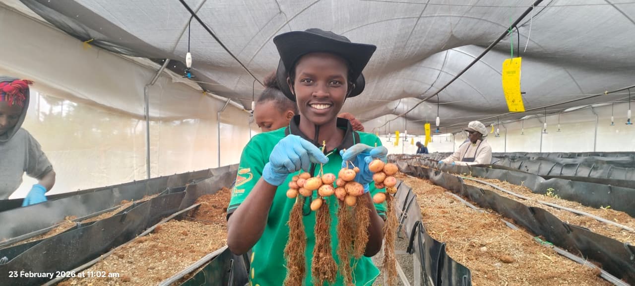 Potato harvest