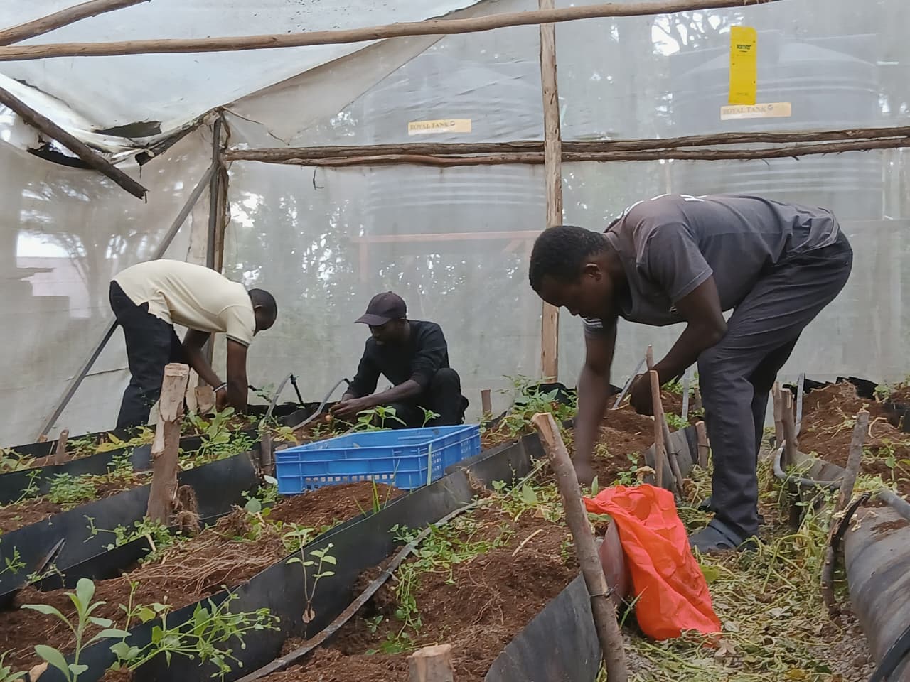 Farmers in the field