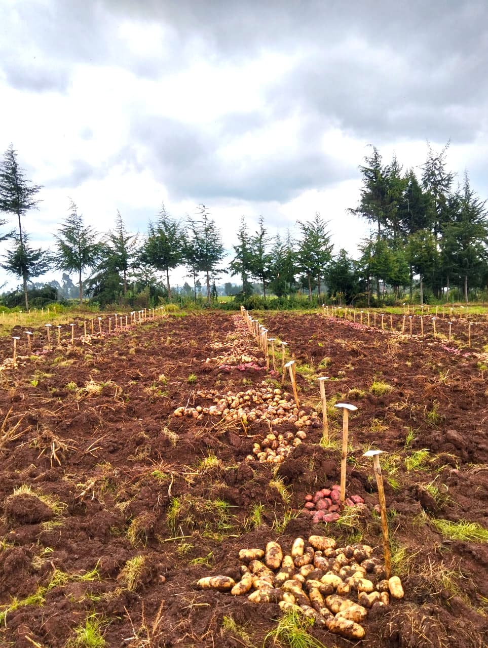 On-Farm Trials