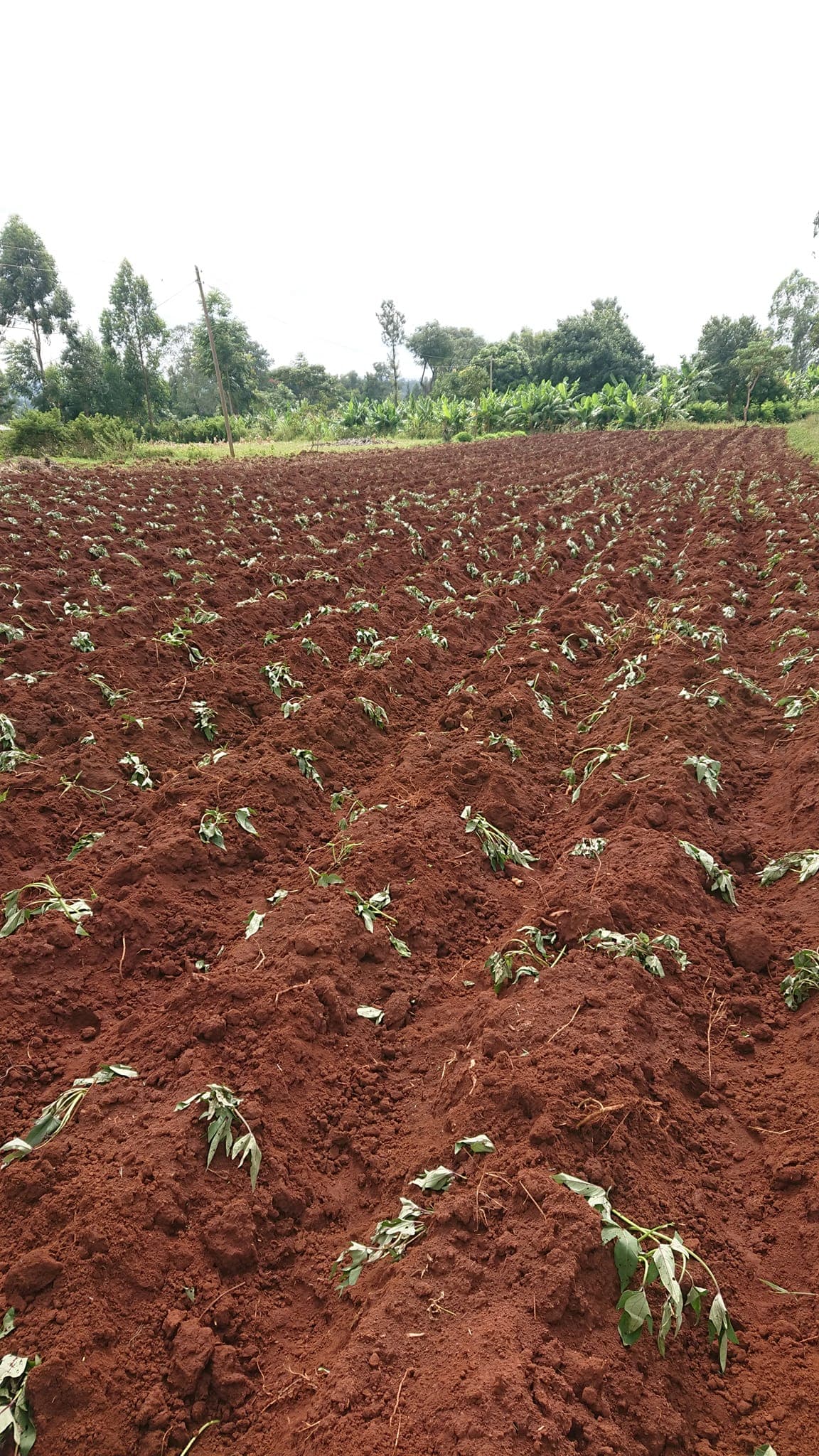 Sweet potato technology demonstration
