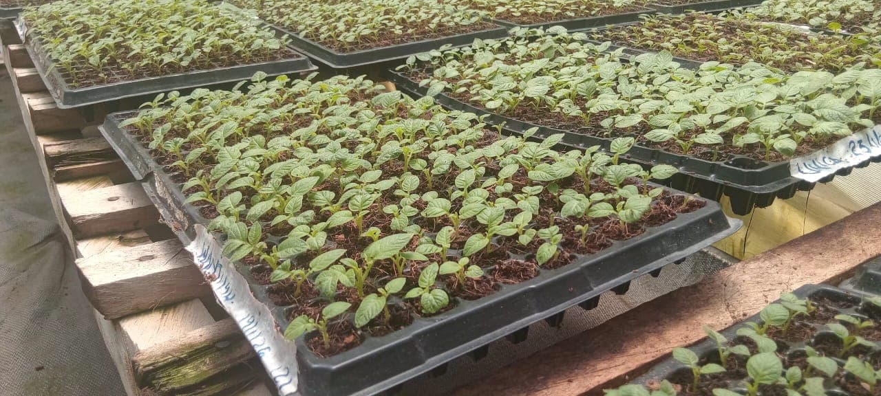 Rooted Apical Cuttings (RACs)