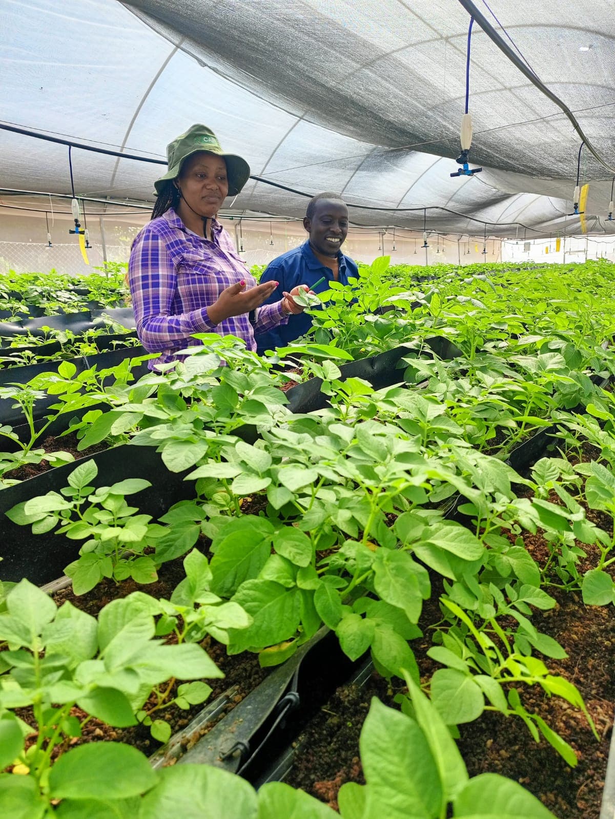 Sweet Potato Value Chain