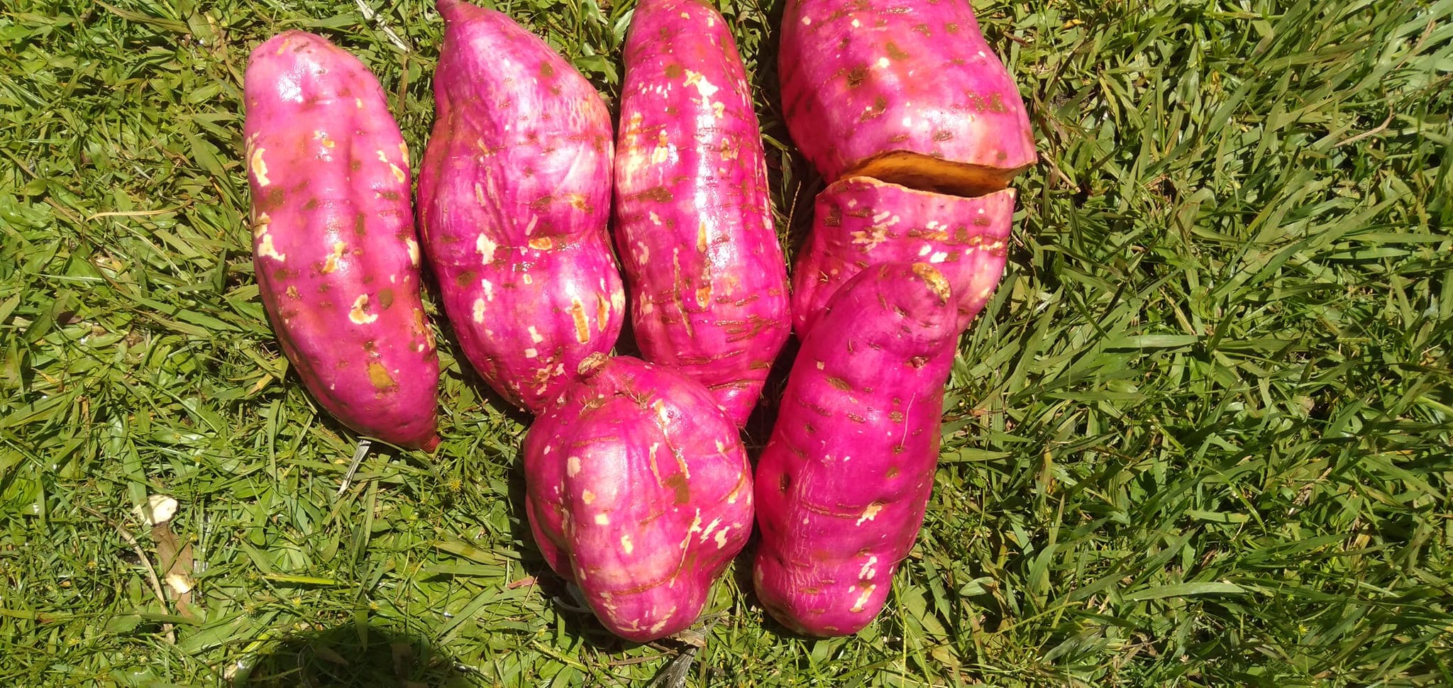 Sweet Potato Value Chain